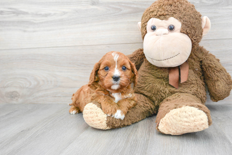 Little Cavoodle Poodle Mix Puppy