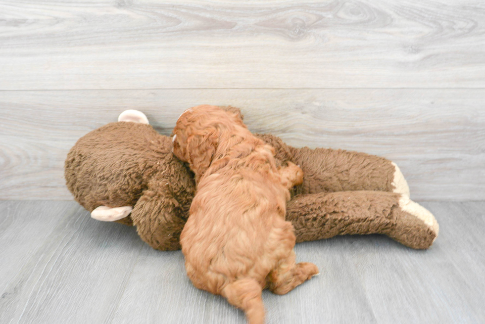 Happy Cavapoo Baby