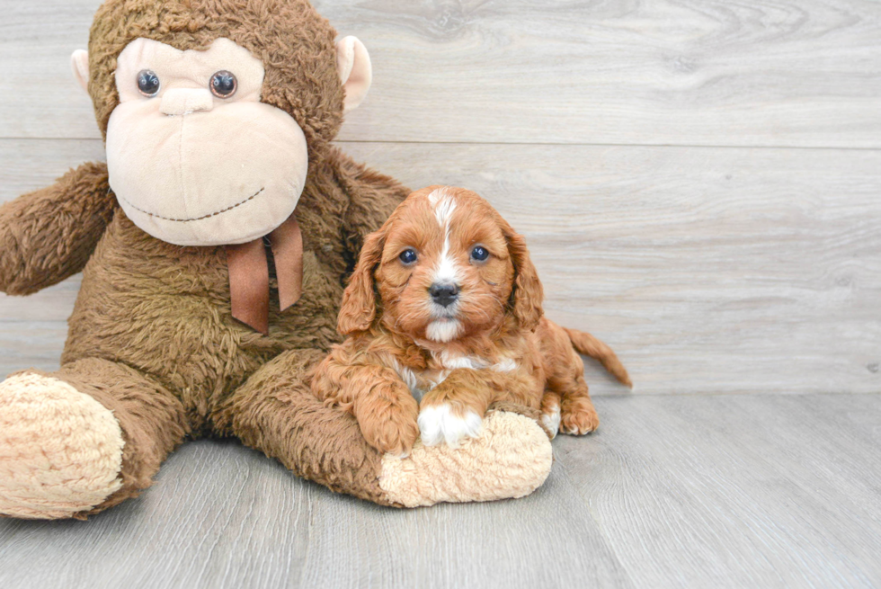 Popular Cavapoo Poodle Mix Pup