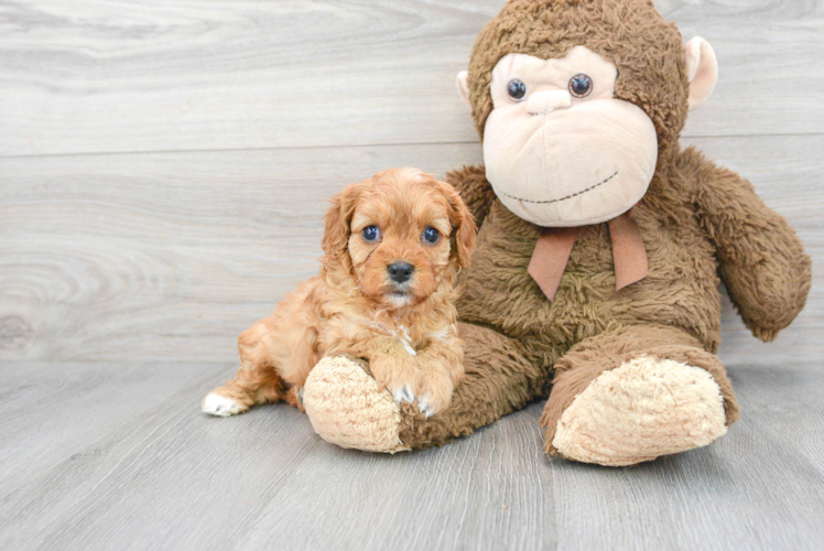 Cavapoo Puppy for Adoption