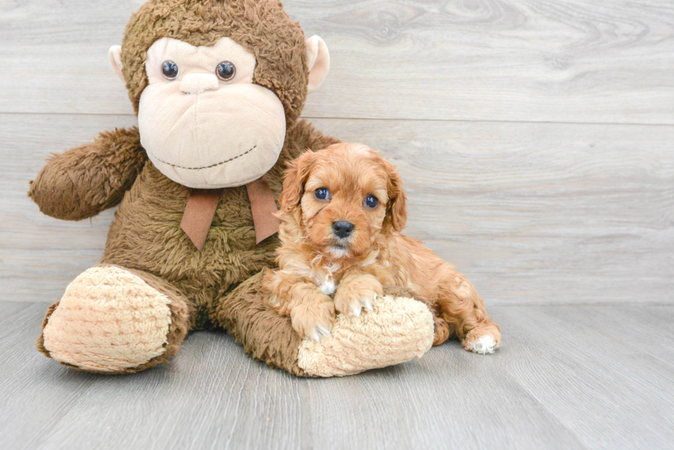 Cavapoo Puppy for Adoption