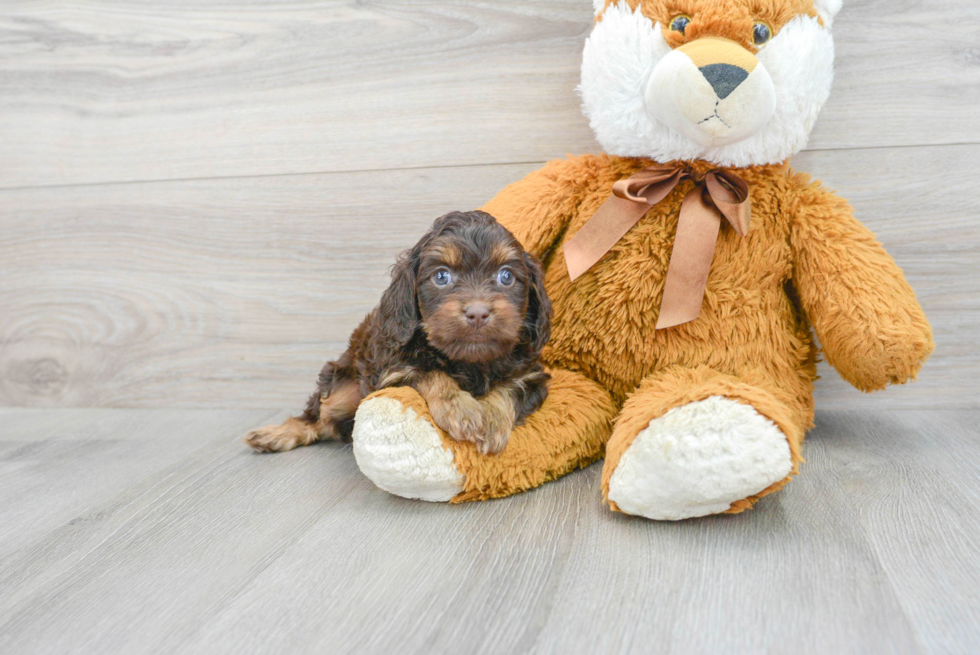 Cavapoo Puppy for Adoption