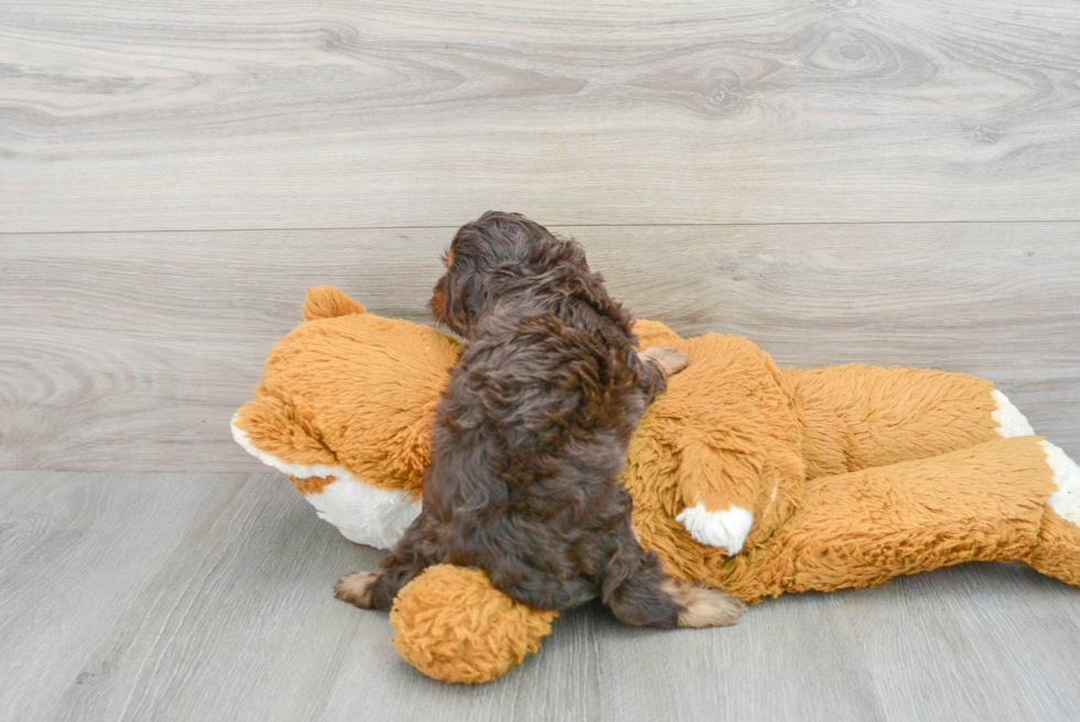 Cavapoo Pup Being Cute