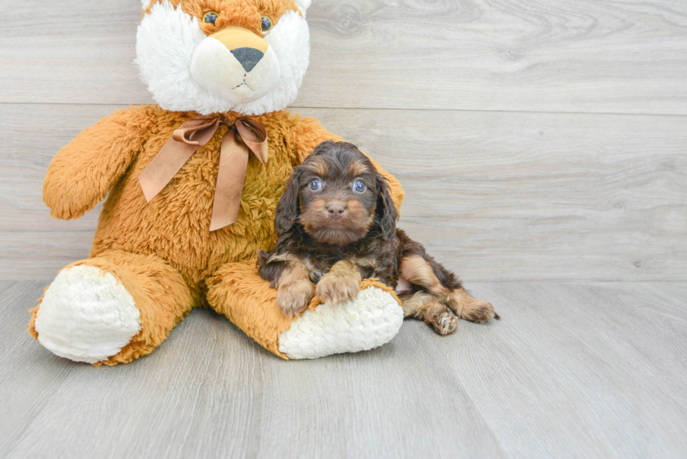 Best Cavapoo Baby