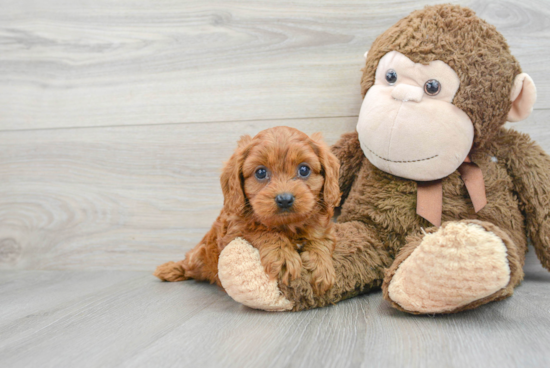 Adorable Cavoodle Poodle Mix Puppy