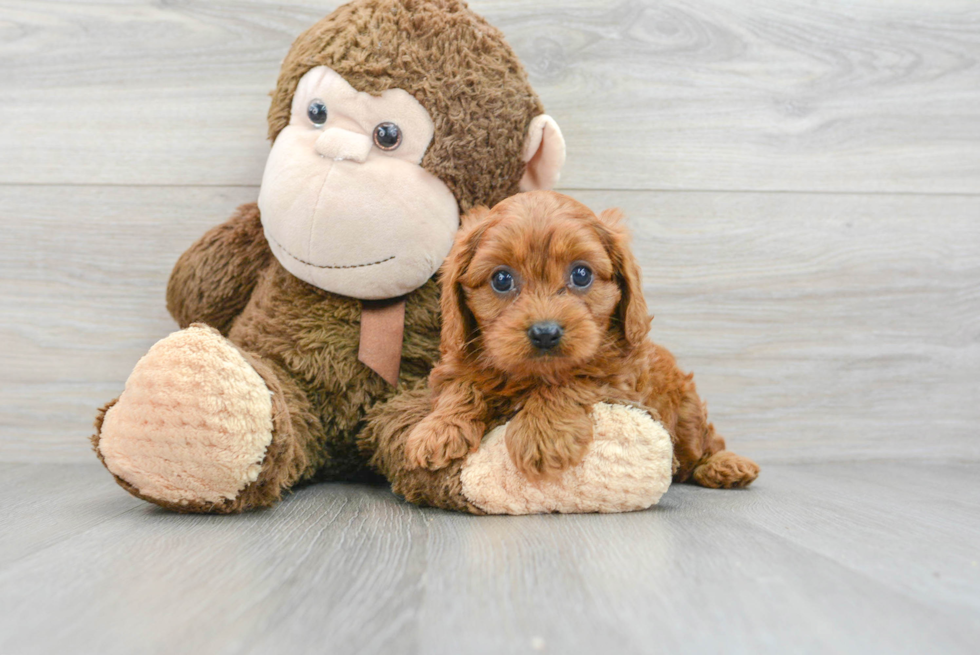 Cute Cavapoo Baby