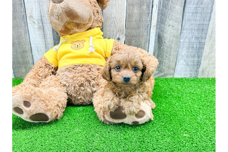 Cavapoo Puppy for Adoption