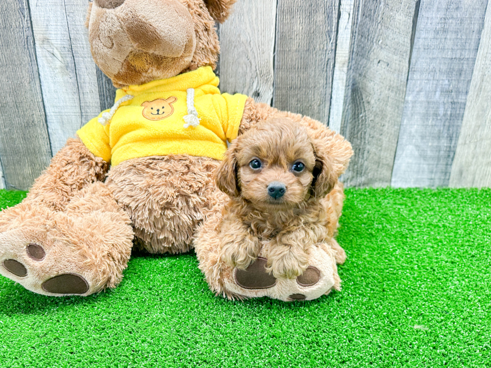 Cavapoo Puppy for Adoption