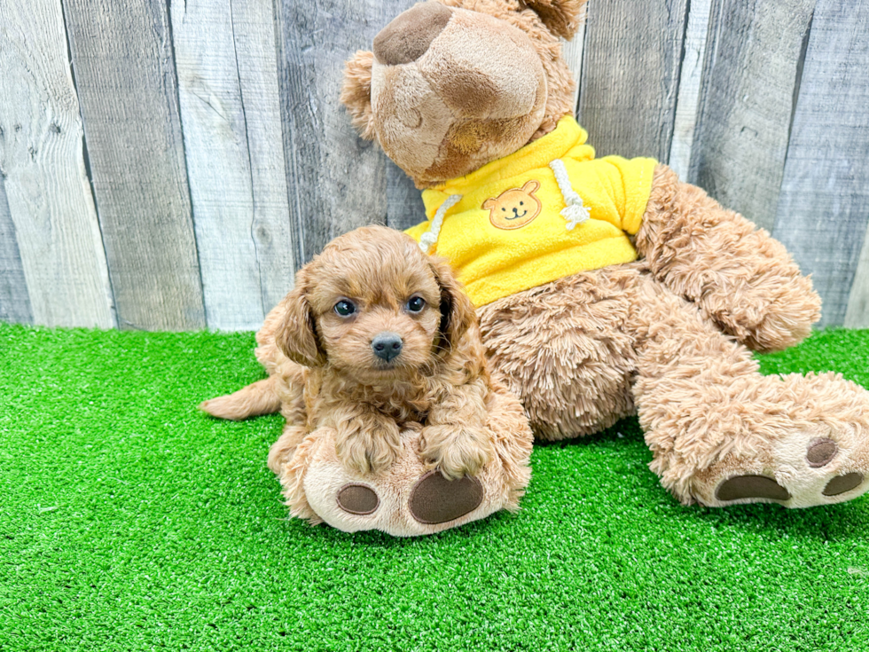 Cavapoo Puppy for Adoption