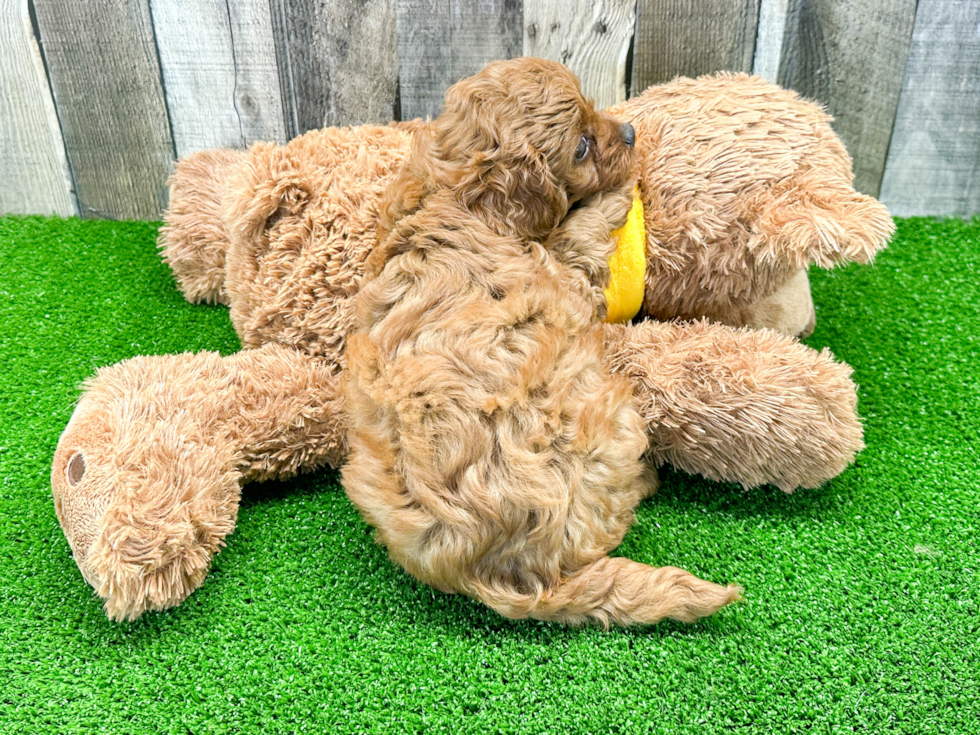 Happy Cavapoo Baby