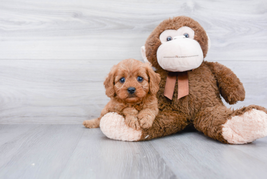 Cavapoo Puppy for Adoption