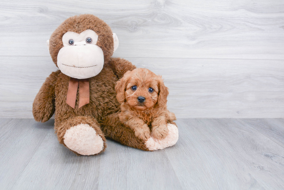 Adorable Cavoodle Poodle Mix Puppy