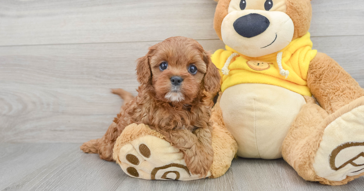 Smart Cavapoo Iris: 3lb 4oz Doodle Puppy