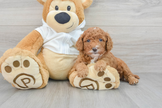 Playful Cavoodle Poodle Mix Puppy