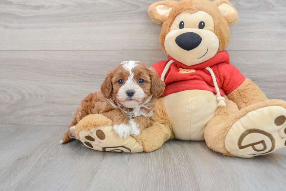 Cavapoo Puppy for Adoption