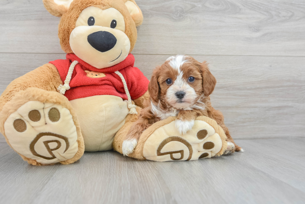 Cavapoo Pup Being Cute