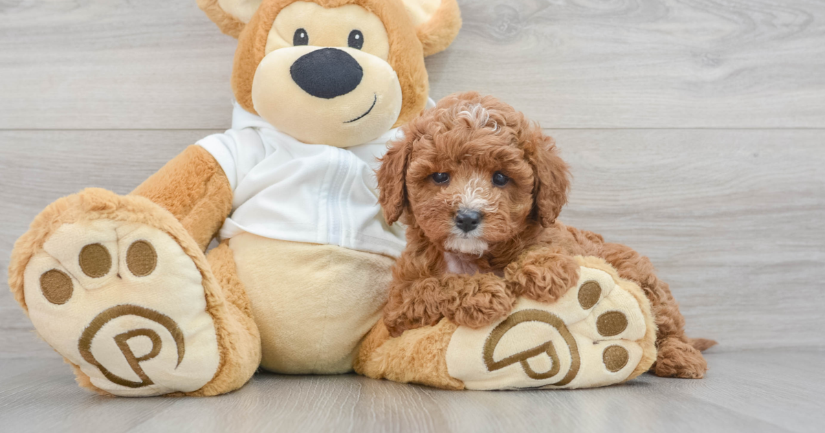 Friendly Cavapoo Iris: 4lb 2oz Doodle Puppy