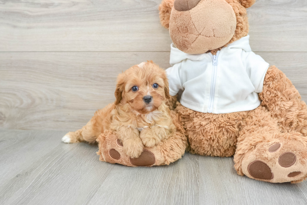 Small Cavapoo Baby