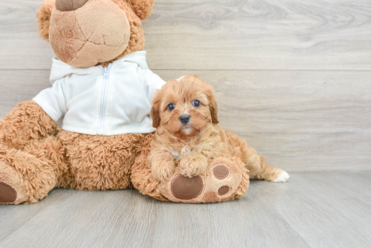 Cavapoo Pup Being Cute