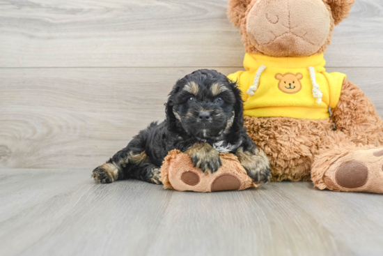 Cavapoo Pup Being Cute