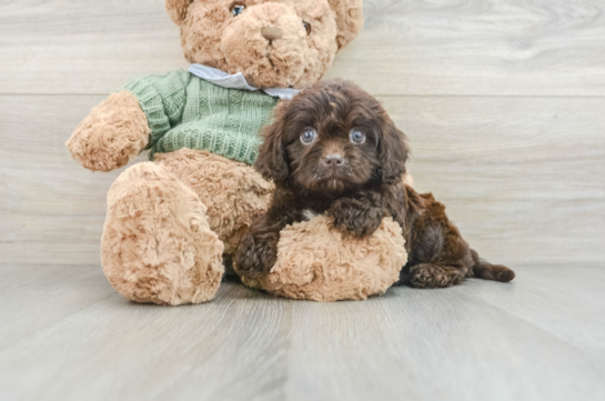 Cavapoo Pup Being Cute