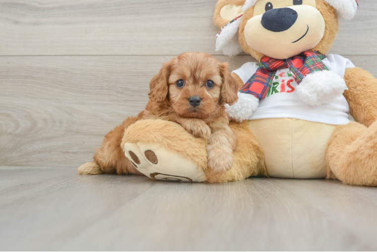 Cavapoo Puppy for Adoption