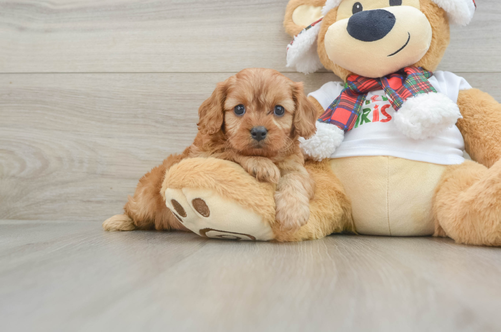 5 week old Cavapoo Puppy For Sale - Premier Pups