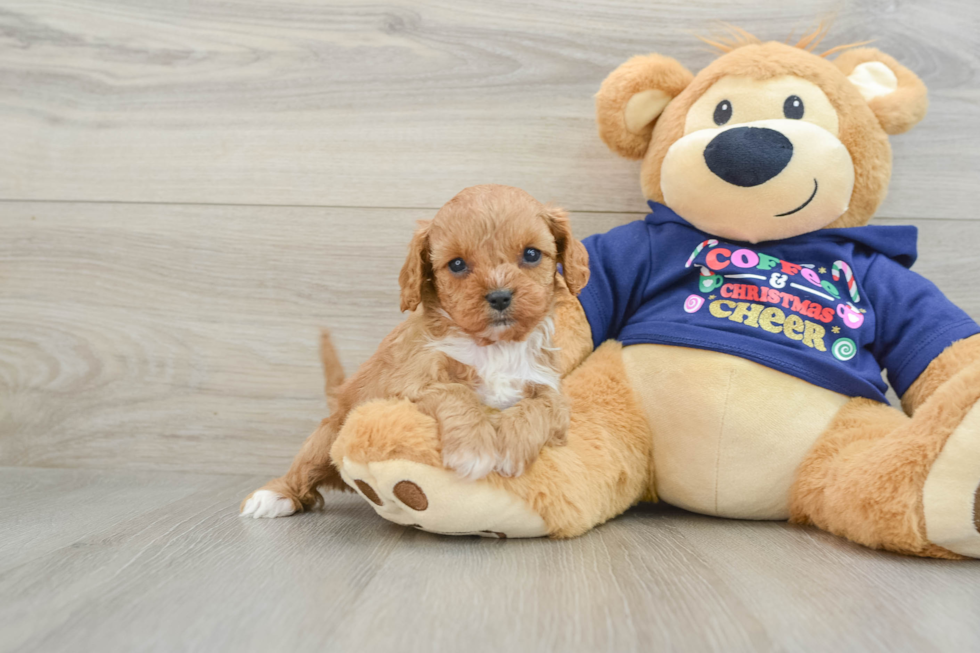 Happy Cavapoo Baby