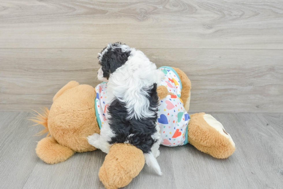 Energetic Cavoodle Poodle Mix Puppy