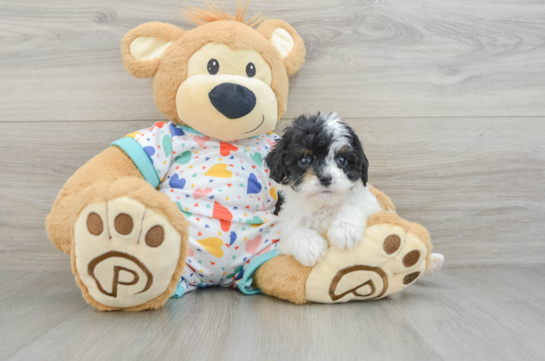 Funny Cavapoo Poodle Mix Pup