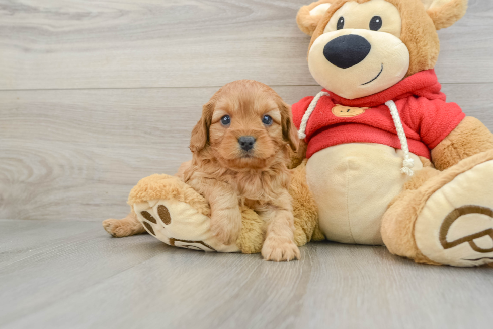 Adorable Cavalier King Charles Spaniel and Poodle Mix Poodle Mix Puppy