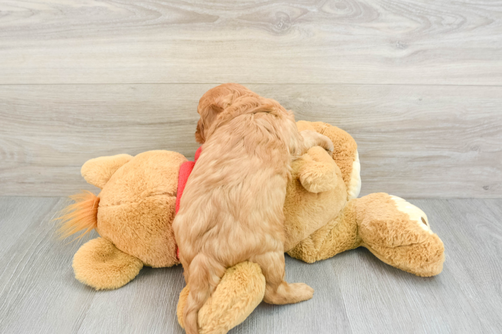 Popular Cavapoo Poodle Mix Pup