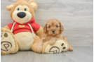 Cavapoo Puppy for Adoption