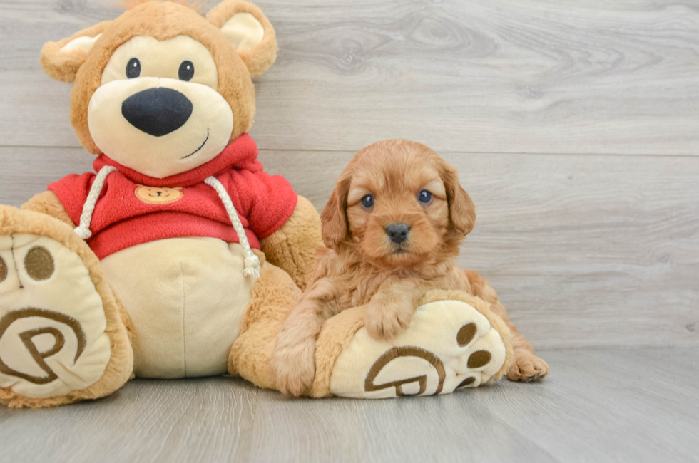 5 week old Cavapoo Puppy For Sale - Premier Pups