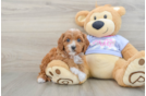 Cavapoo Puppy for Adoption