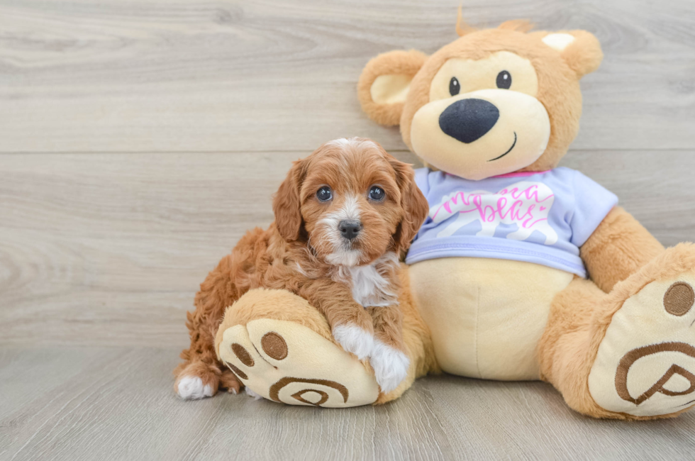 5 week old Cavapoo Puppy For Sale - Premier Pups