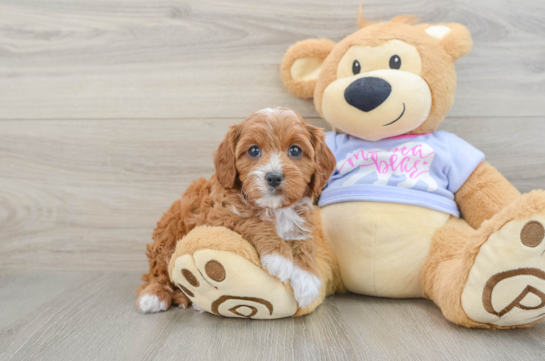 Cavapoo Puppy for Adoption