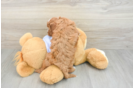 Small Cavapoo Baby
