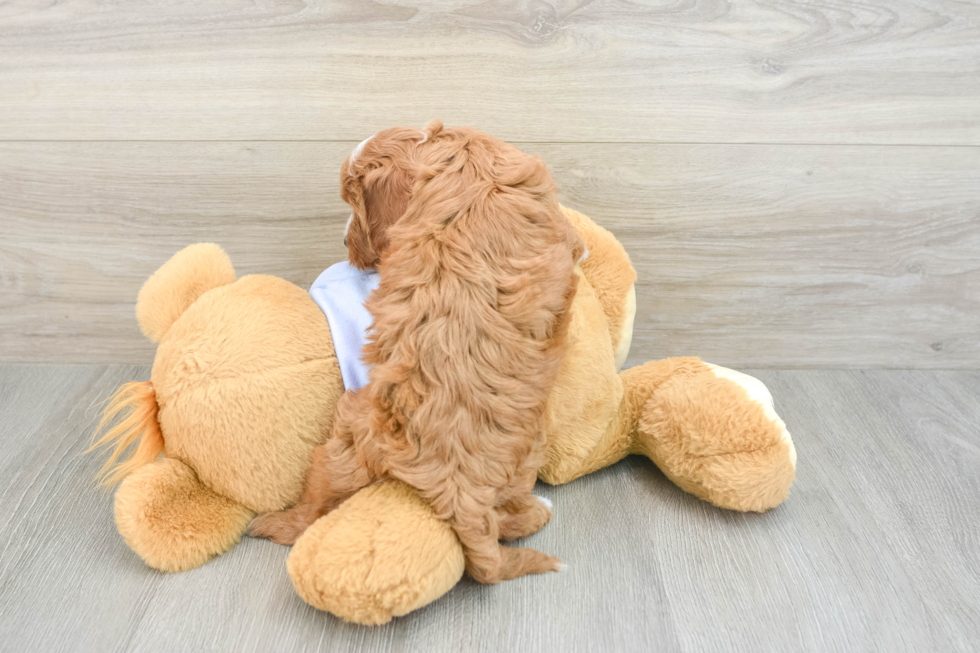 Small Cavapoo Baby