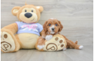Cavapoo Pup Being Cute