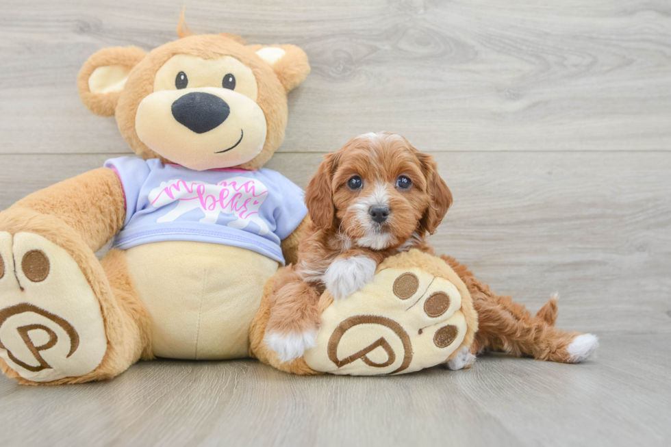 Cavapoo Pup Being Cute