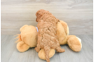 Adorable Cavalier King Charles Spaniel and Poodle Mix Poodle Mix Puppy