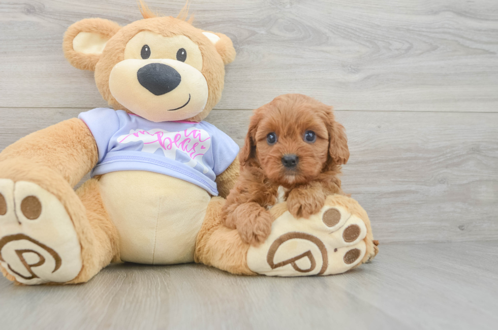 5 week old Cavapoo Puppy For Sale - Premier Pups
