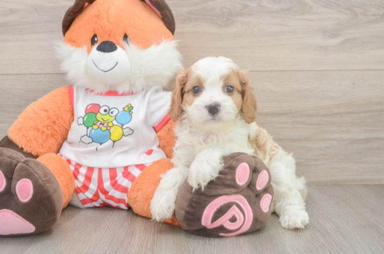 Happy Cavapoo Baby