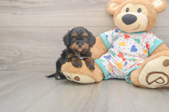 Cute Cavapoo Baby