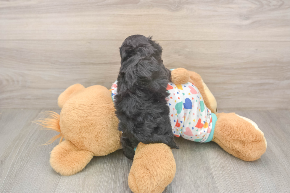 Cavapoo Puppy for Adoption