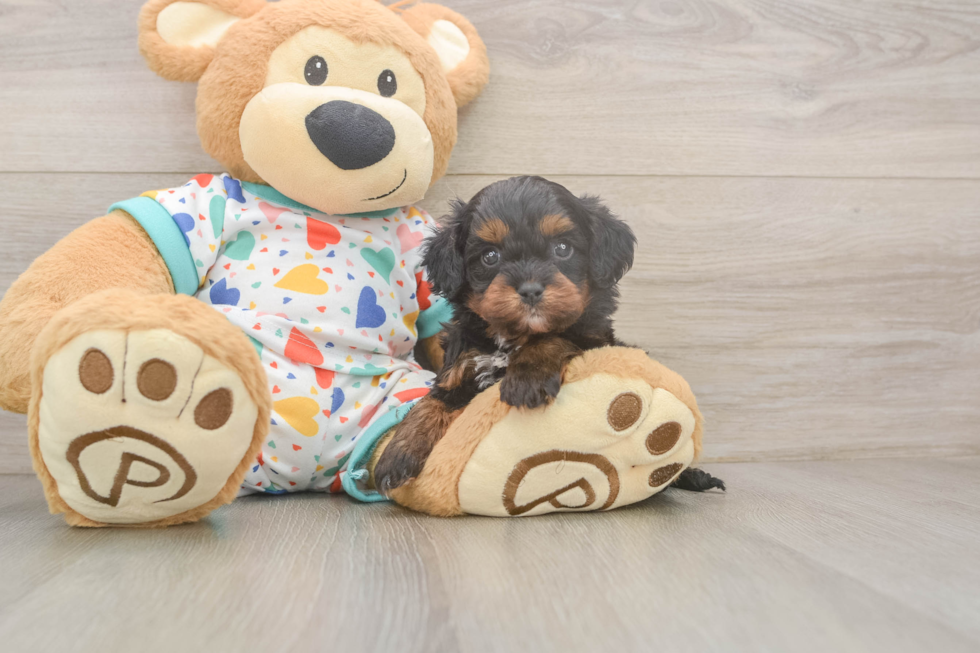 Cavapoo Puppy for Adoption