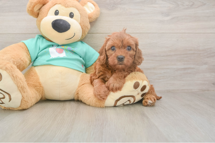 Petite Cavapoo Poodle Mix Pup