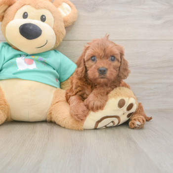 IRIS, a Cavapoo puppy from Brambleton  VA