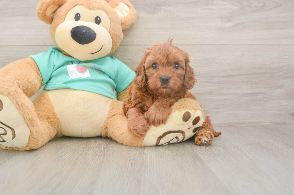 5 week old Cavapoo Puppy For Sale - Premier Pups